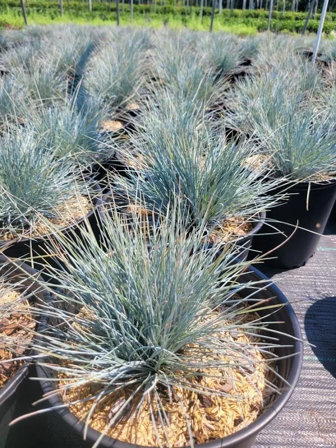 BLUE FESCUE.jpg