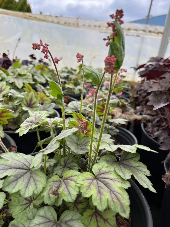 heuchera pink fizz.jpg