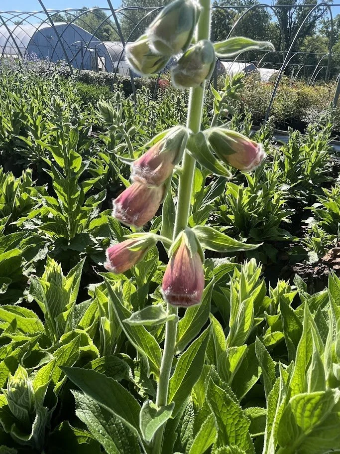 MERTONENSIS 5.jpg