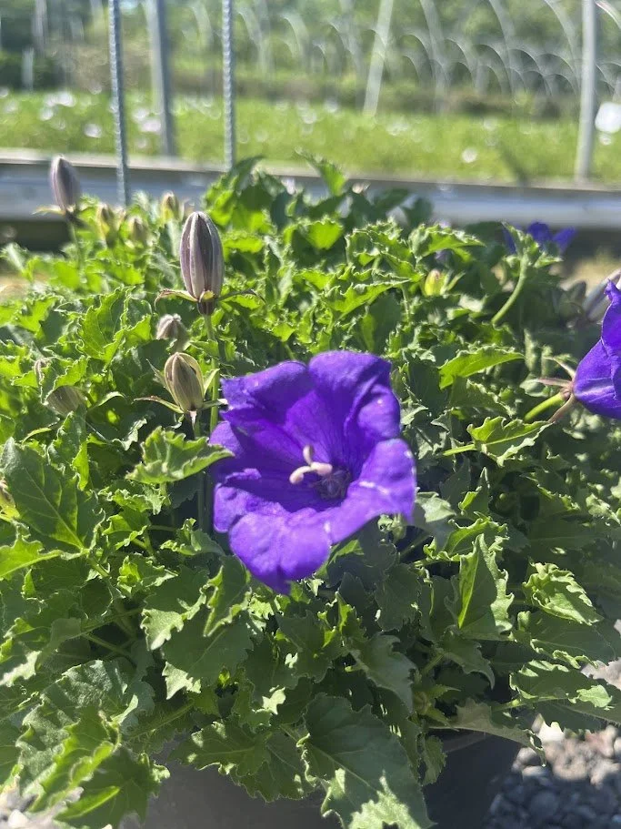 CAMPANULA BLUE 2.jpg