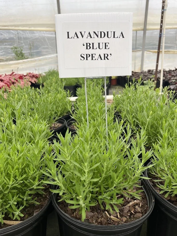 LAVANDULA BLUE SPEAR.jpg