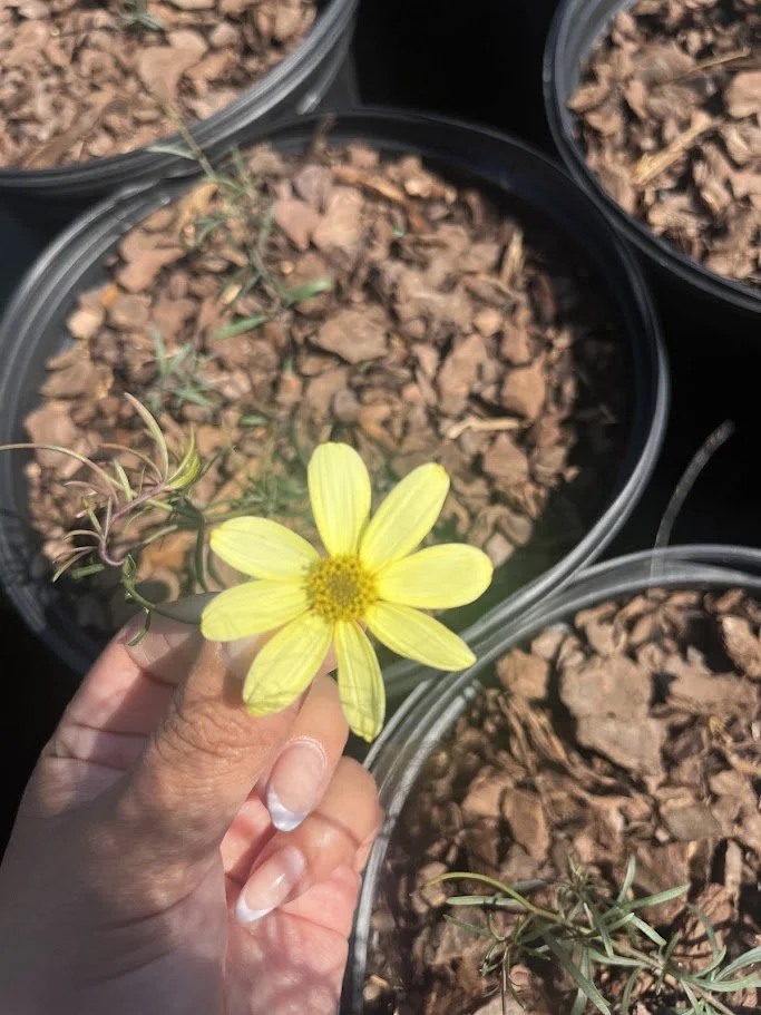 COREOPSIS MOONBEAM 2.jpg