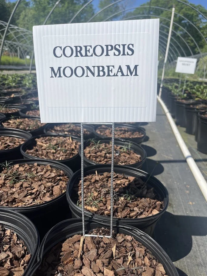 COREOPSIS MOONBEAM.jpg
