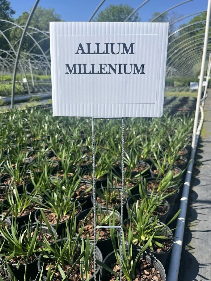ALLIUM MILLENIUM.jpg