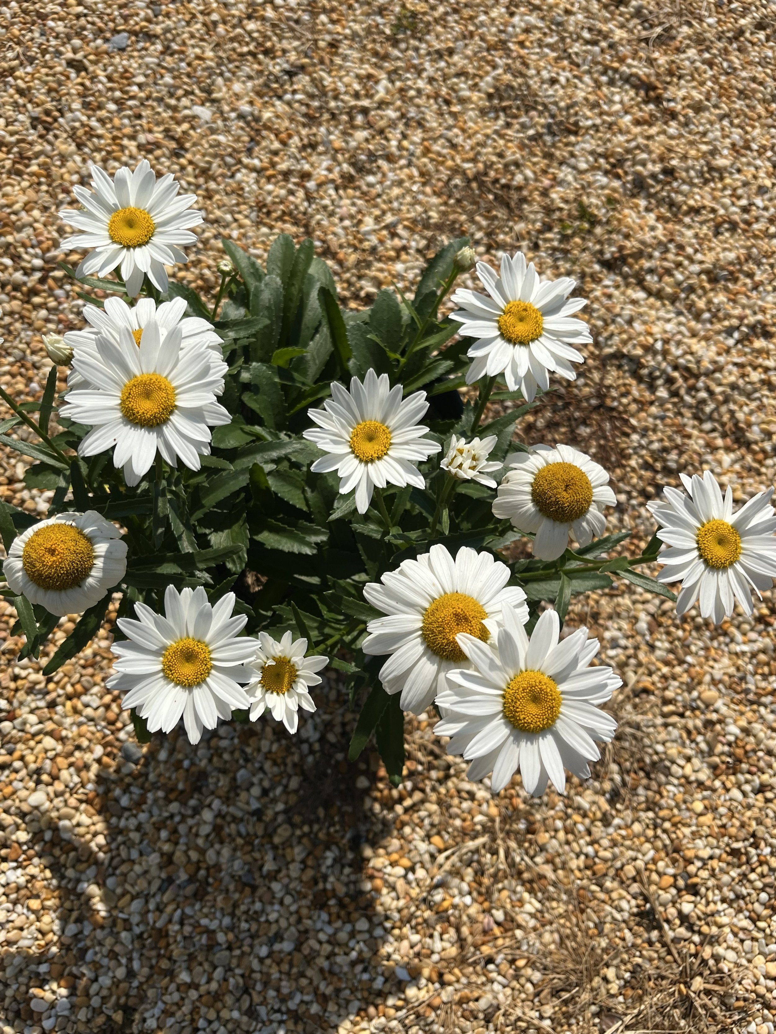 LEUCANTHEMUM 'SNOWCAP'
