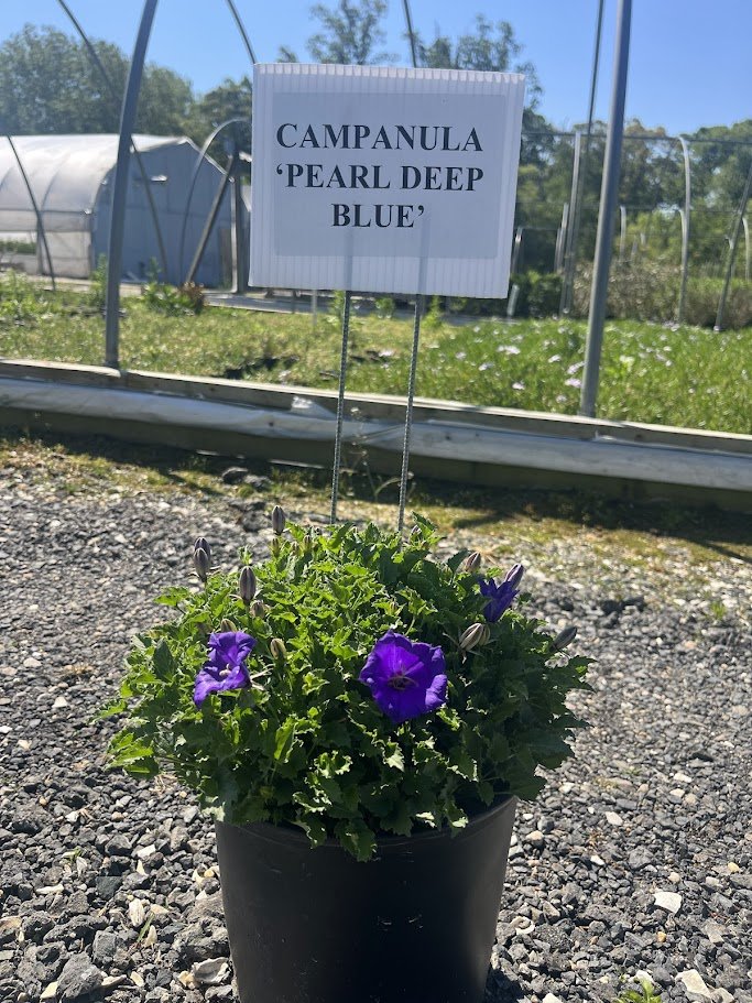CAMPANULA BLUE.jpg