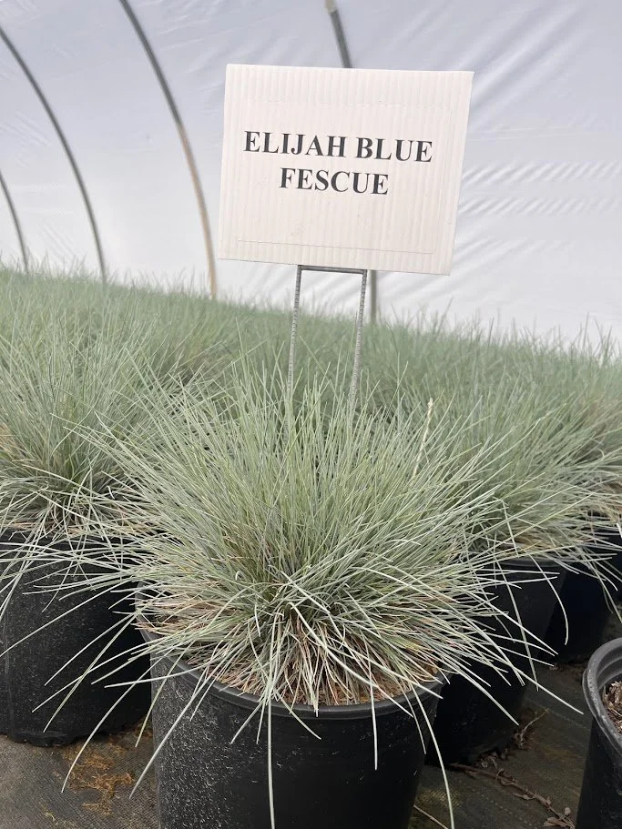 ELIJAH FESCUE BLUE.jpg