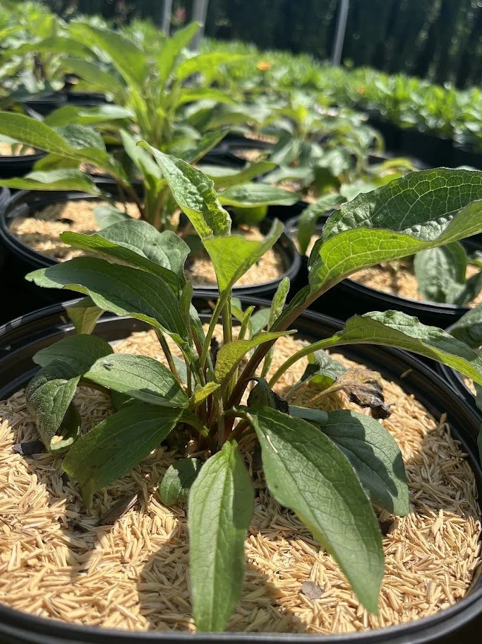 ECHINACEA 2.jpg