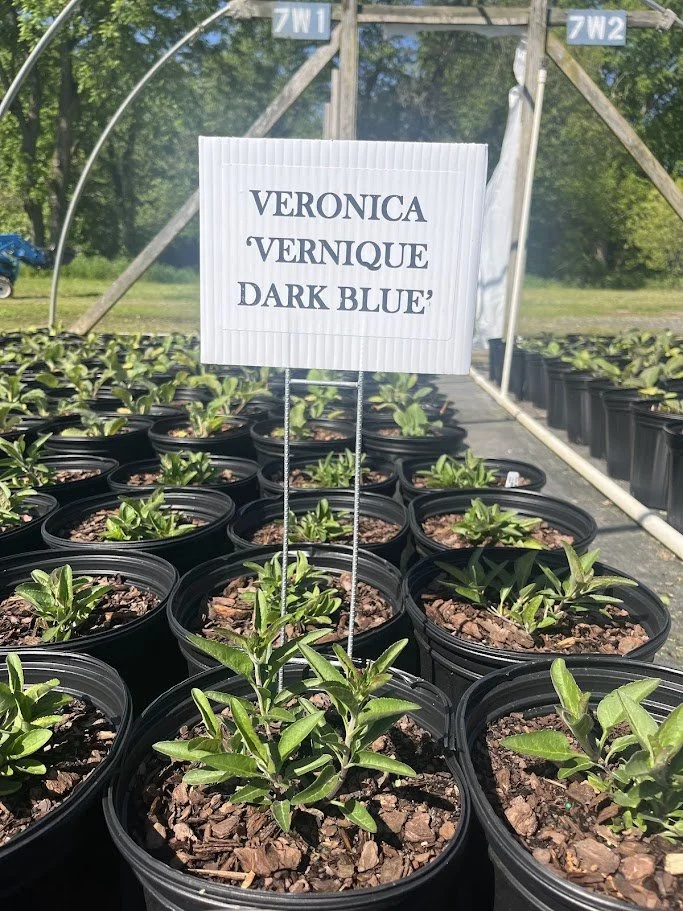 VERNIWU DARK BLUE.jpg