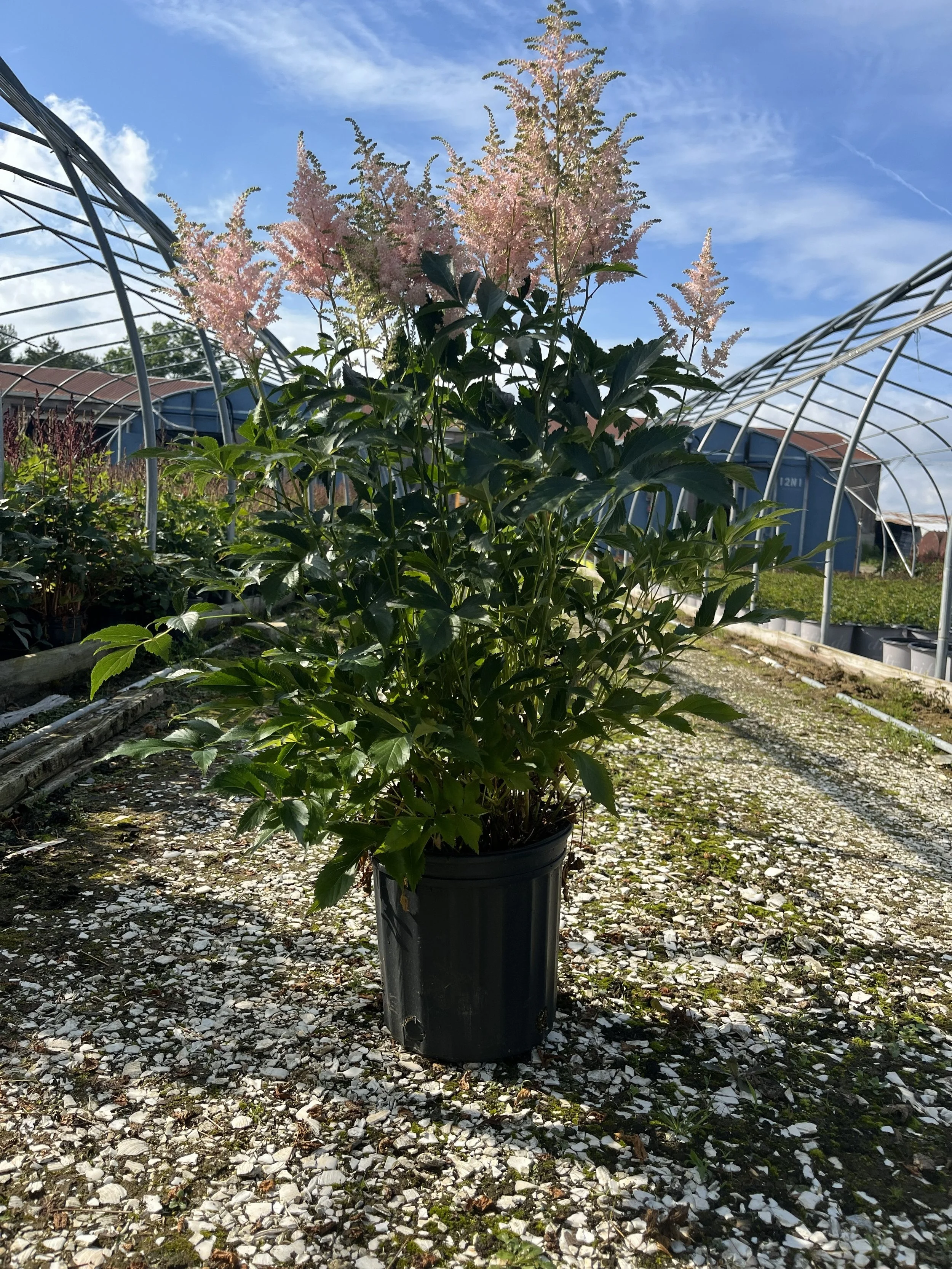 ASTILBE #3.jpg