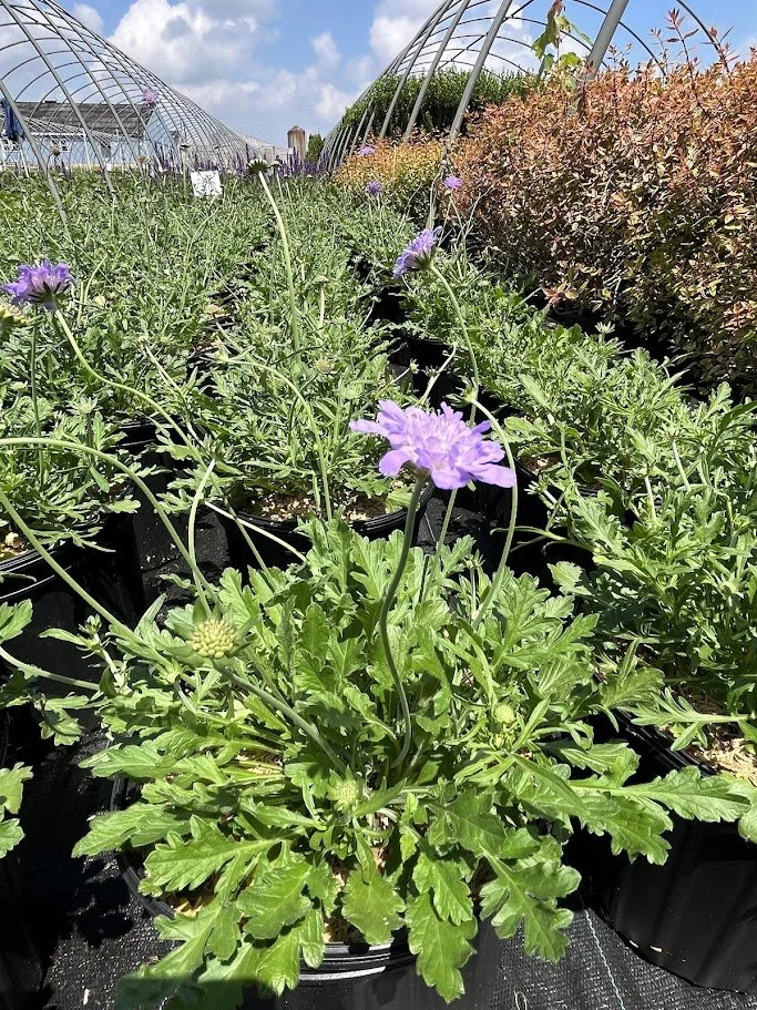 SCABIOSA BLUE 3.jpg