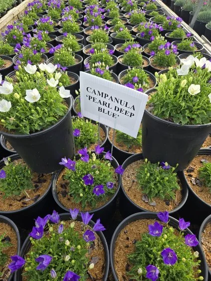 CAMPANULA VARIETIES