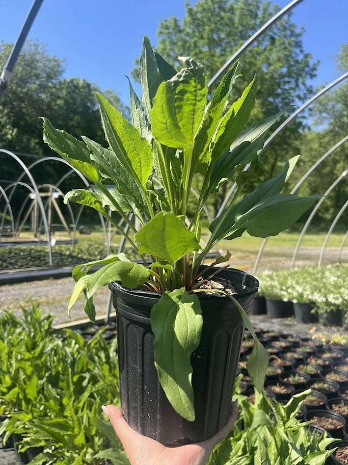 ECHINACEA PURPEA 2.jpg