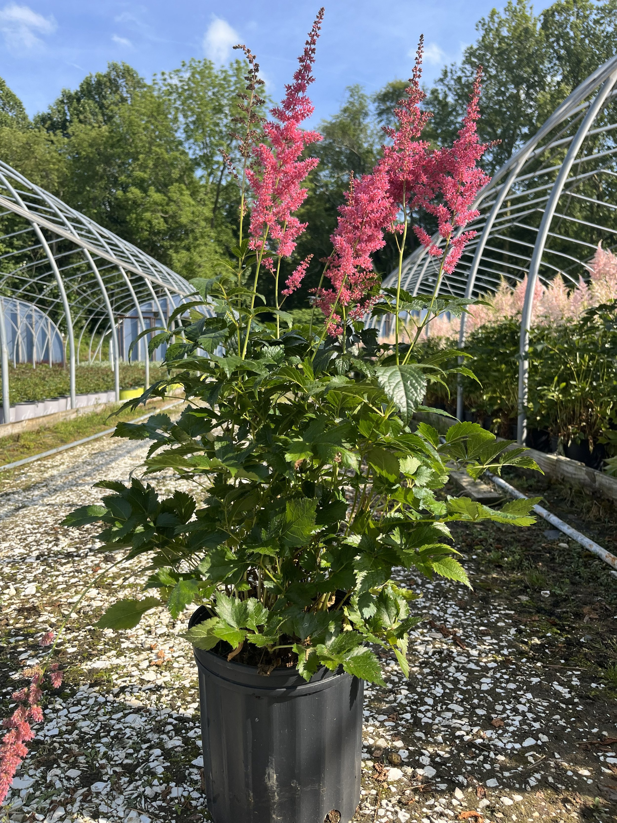 ASTILBE #2.jpg