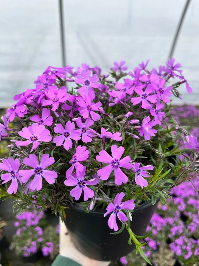 PHLOX PURPLE 4.jpg