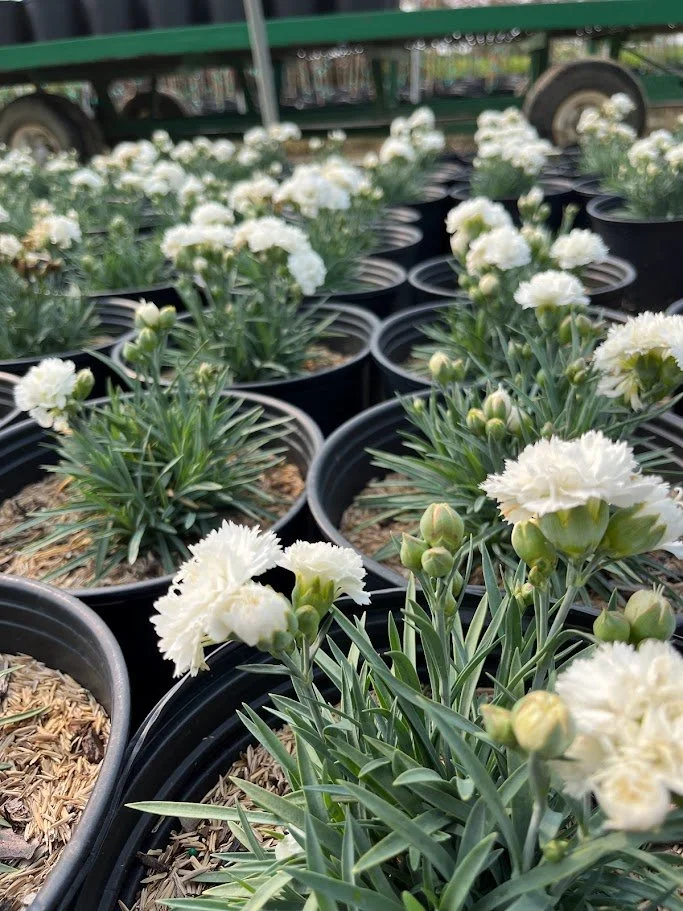 Dianthus 'frosty'