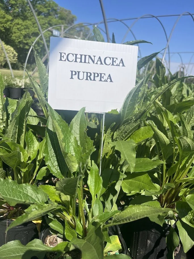 ECHINACEA PURPEA.jpg