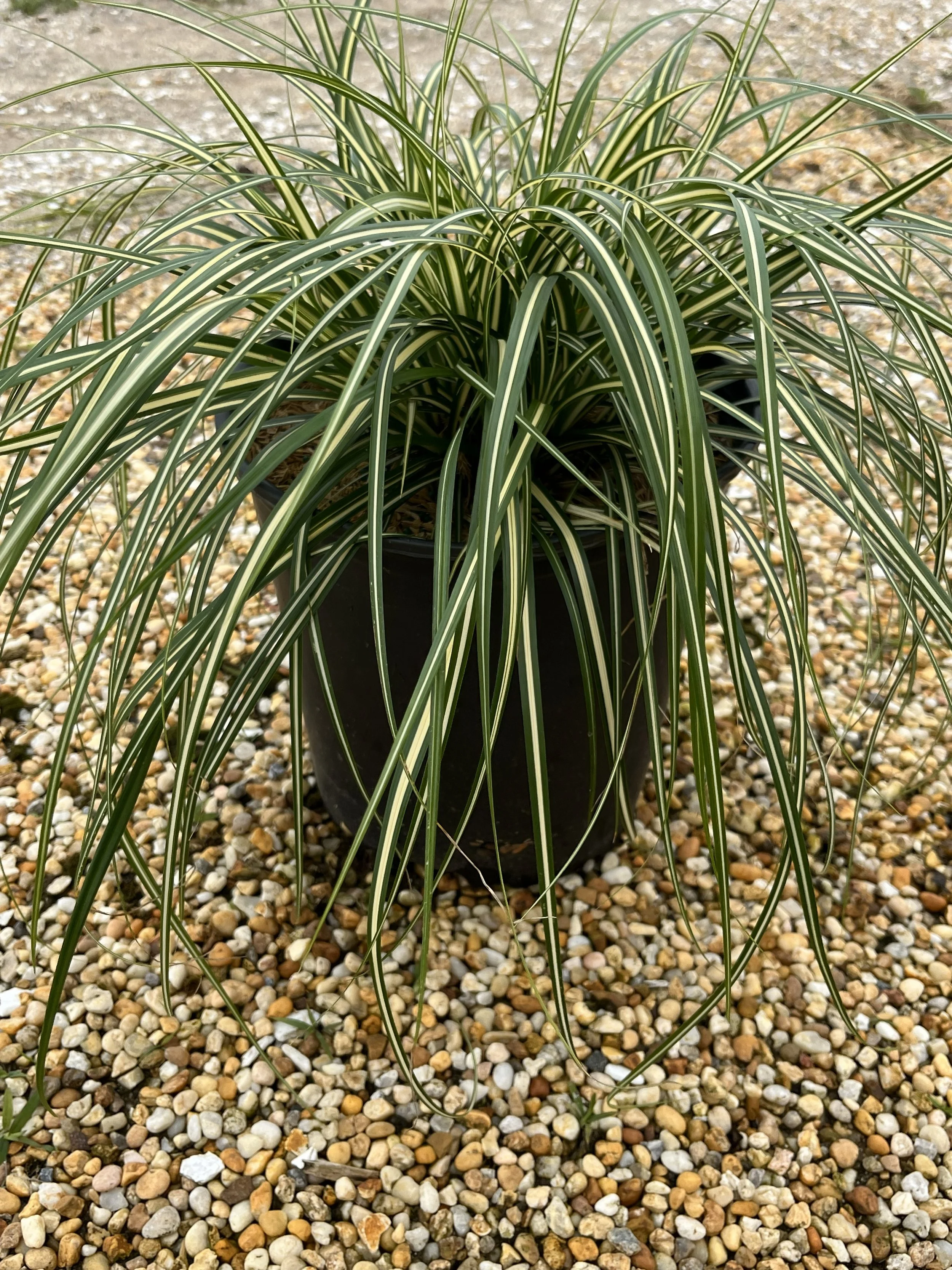 CAREX EVERGOLD #3.jpg
