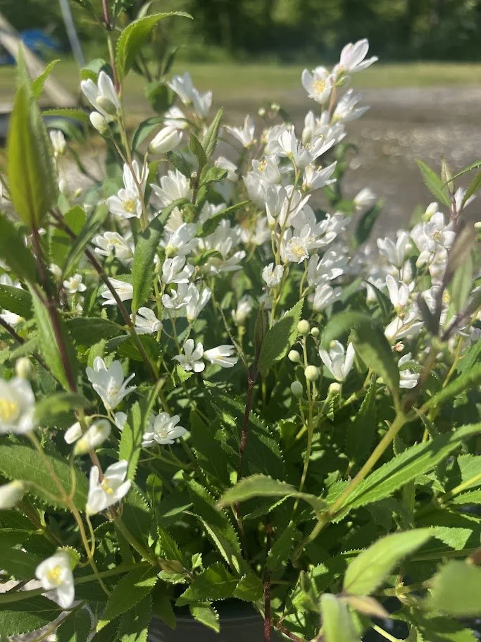 DEUTZIA 2.jpg