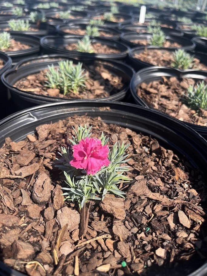 DIANTHUS SHERBET 2.jpg