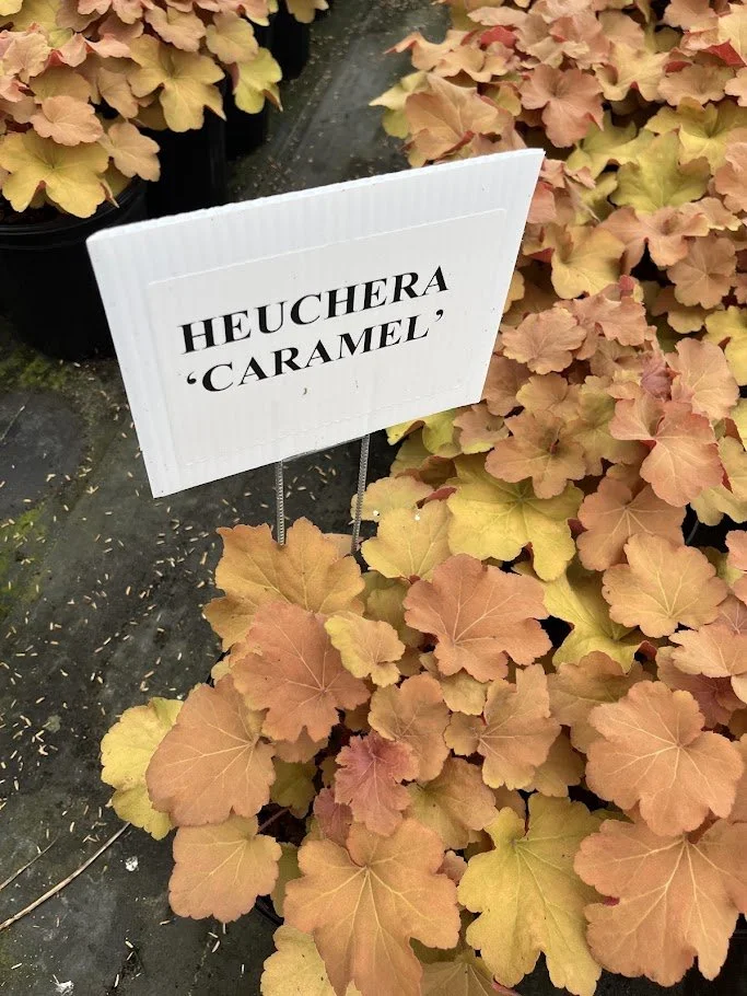 CARAMEL 2.jpg