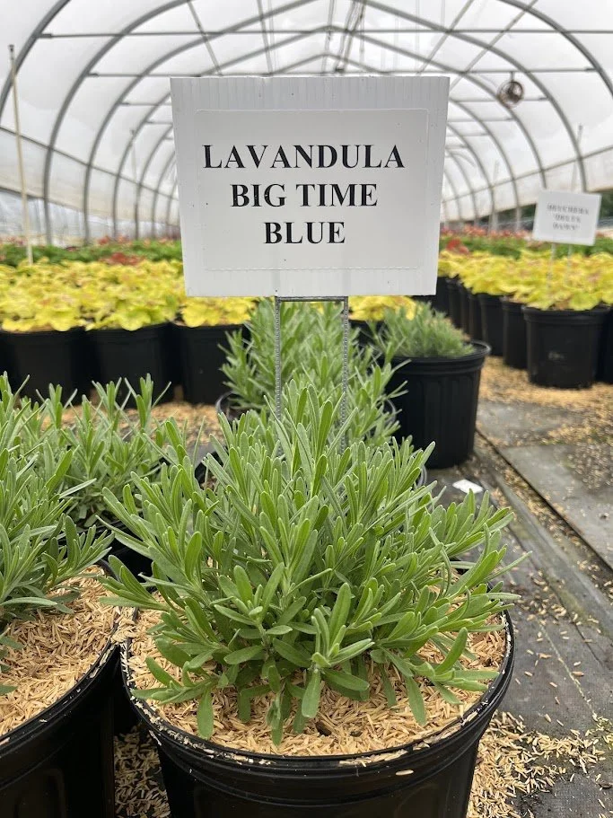 LAVANDULA BIG TIME BLUE.jpg