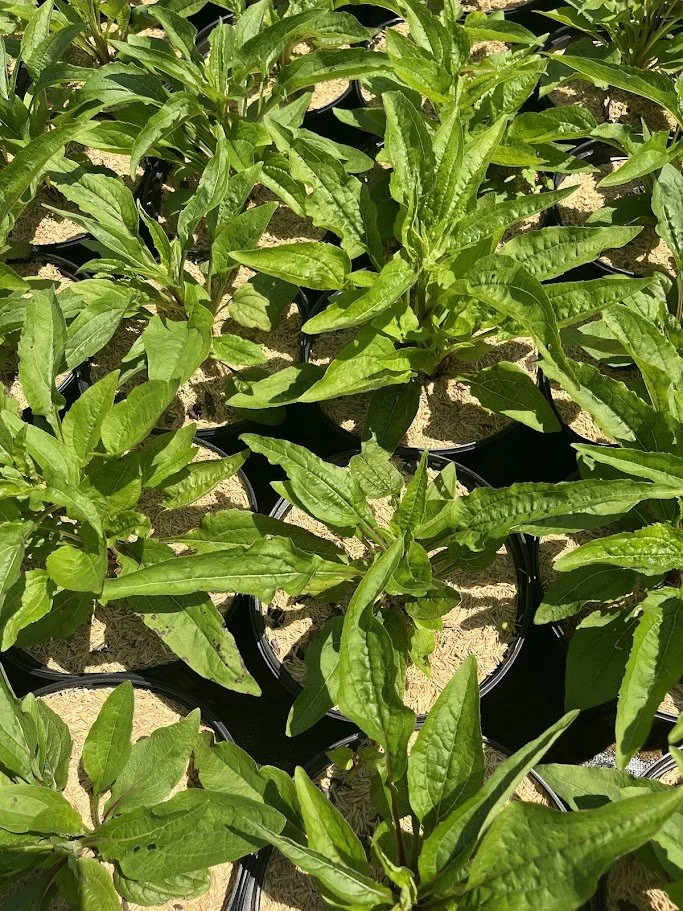 ECHINACEA.jpg