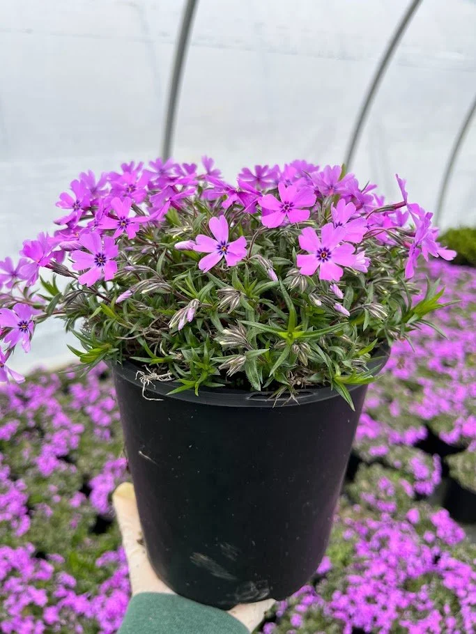 PHLOX PURPLE 3.jpg
