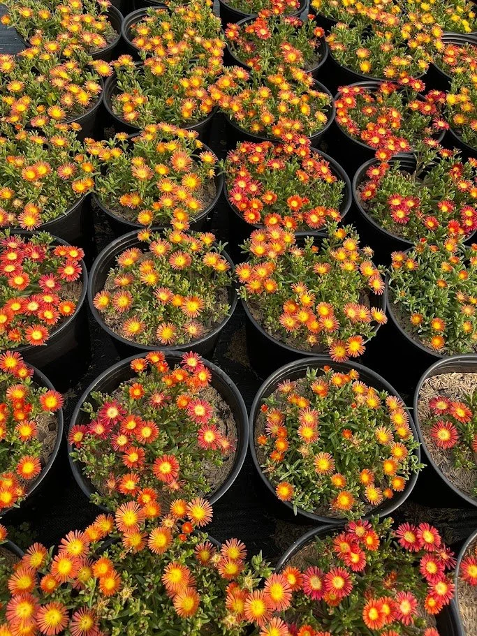 Delosperma 'Jewel of Desert Sunstone'
