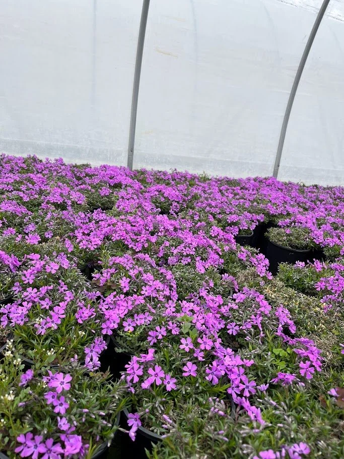 PHLOX PURPLE 2.jpg