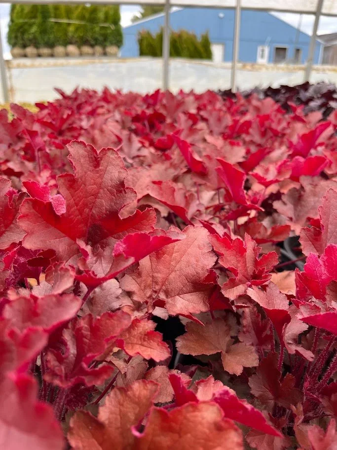 heuchera red.jpg