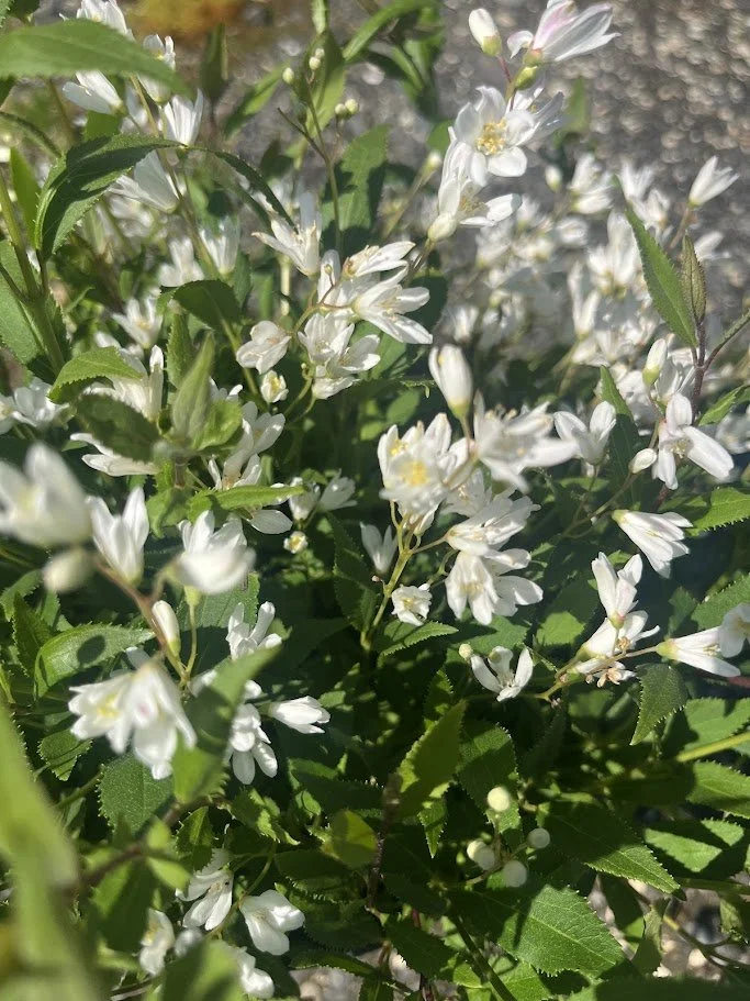DEUTZIA 3.jpg
