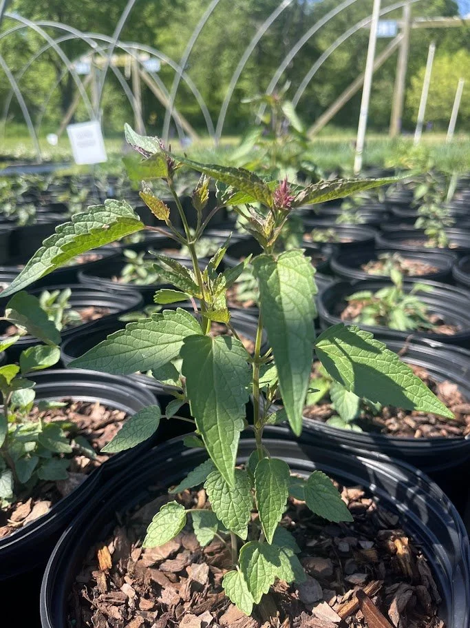 AGASTACHE 'BEELICIOUS PURPLE'