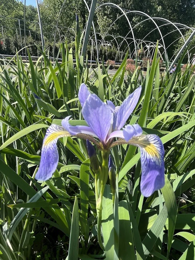 IRIS VARIETIES