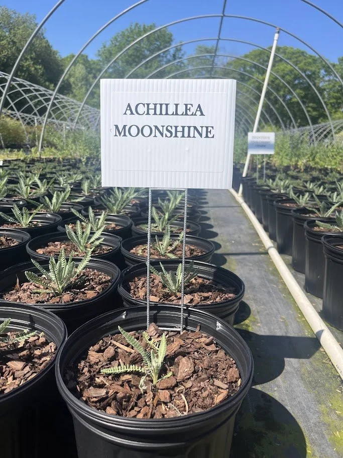 ACHILLEA MOONSHINE.jpg