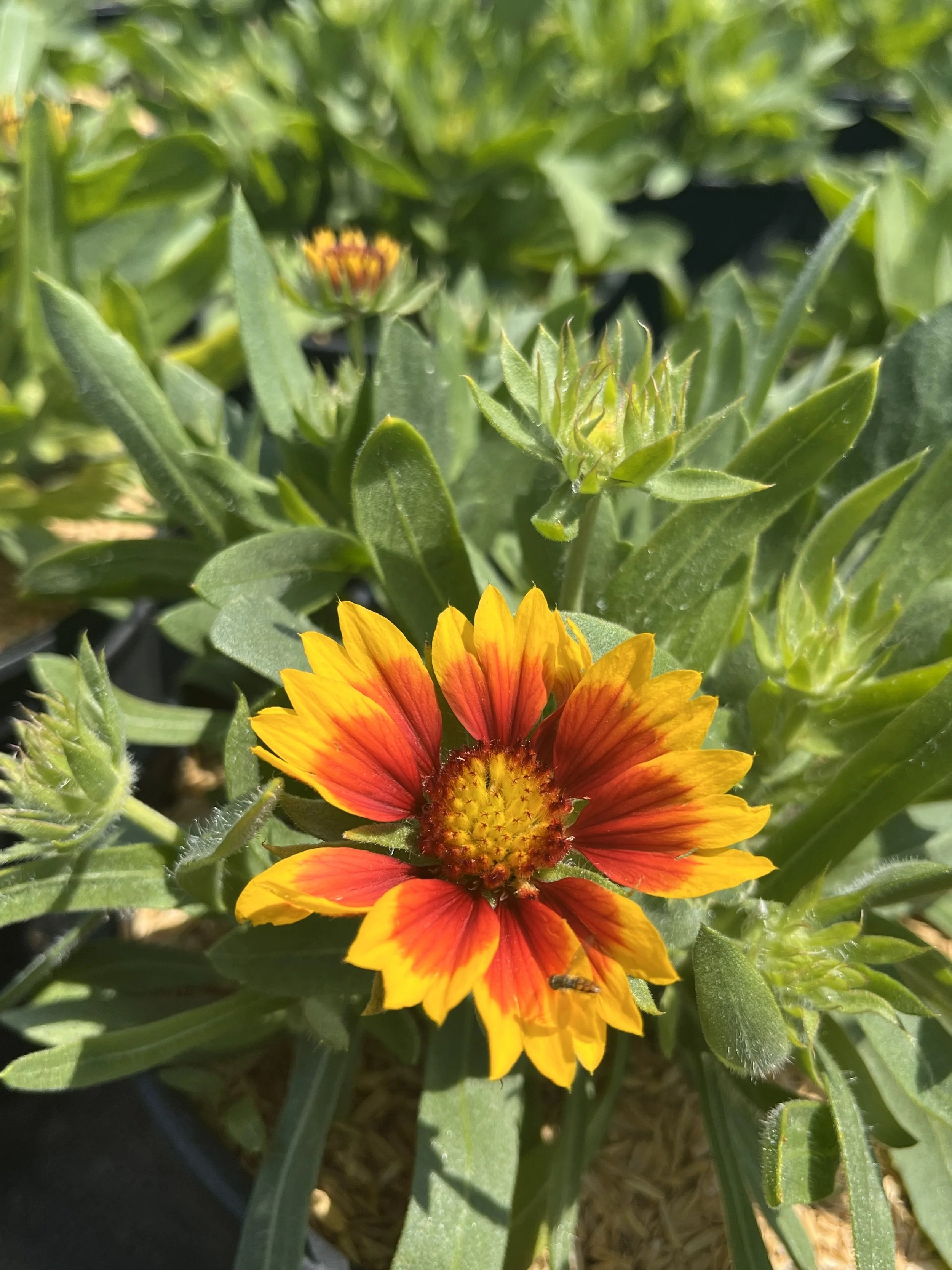 GAILLARDIA varieties