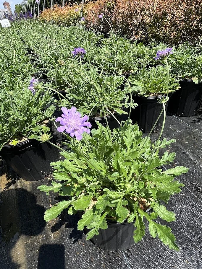 SCABIOSA BLUE.jpg