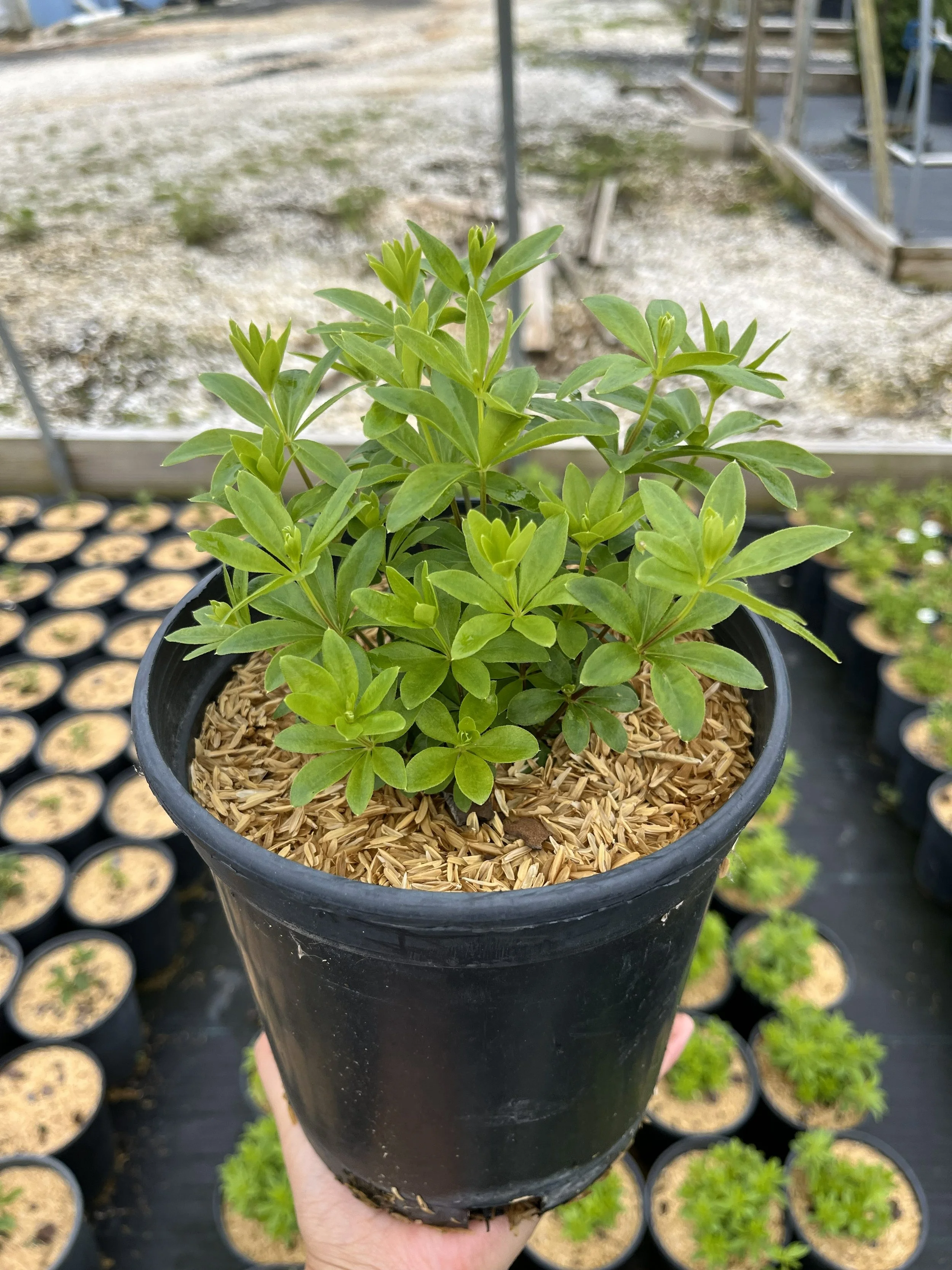 GALLIUM ODORATUM #3.jpg