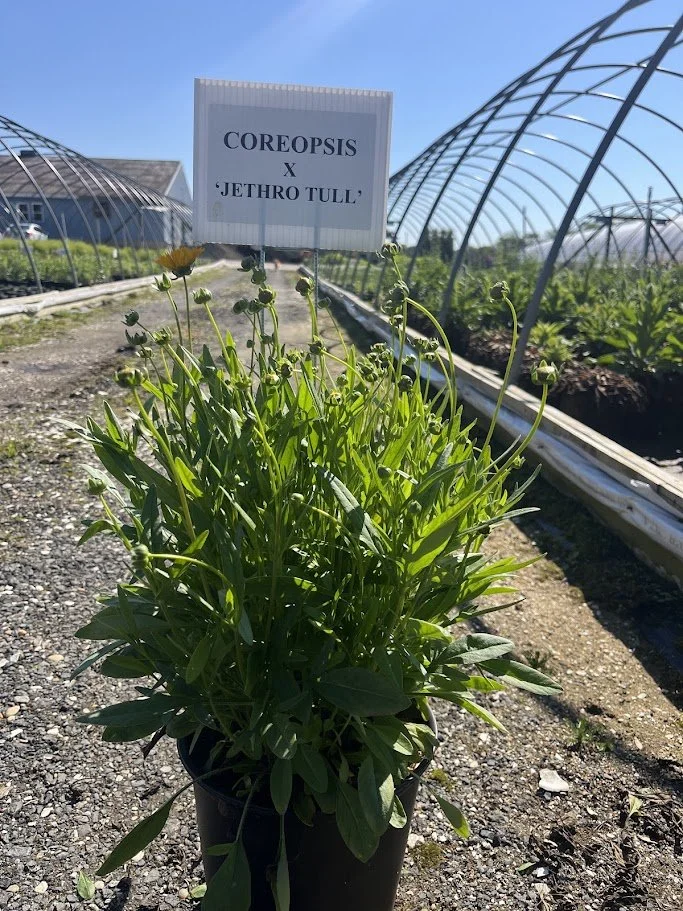 Coreopsis 'Jethro Tull'