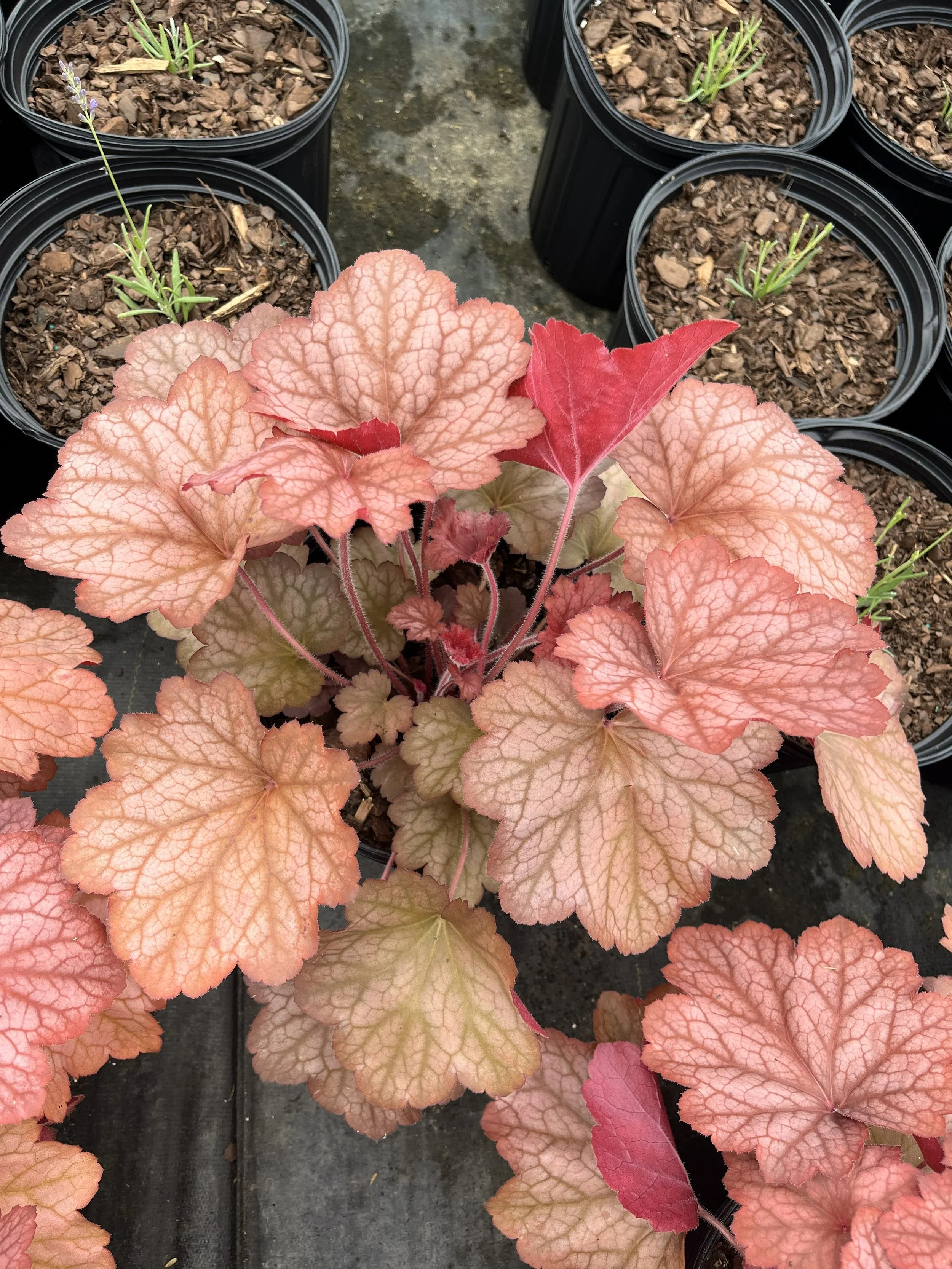 HEUCHERA 'GEORGIA PEACH'