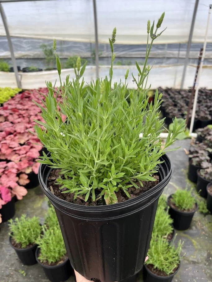 LAVANDULA VARIETIES
