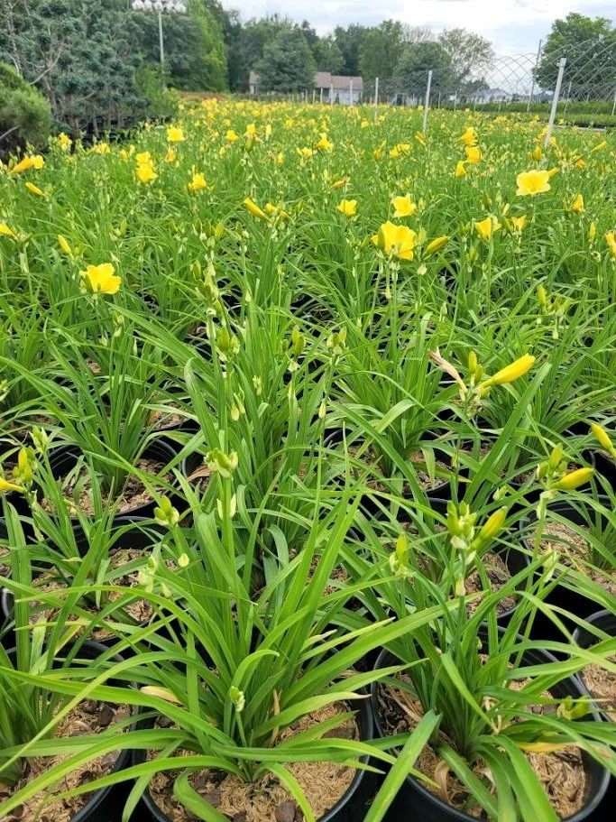 HEMEROCALLIS  varieties