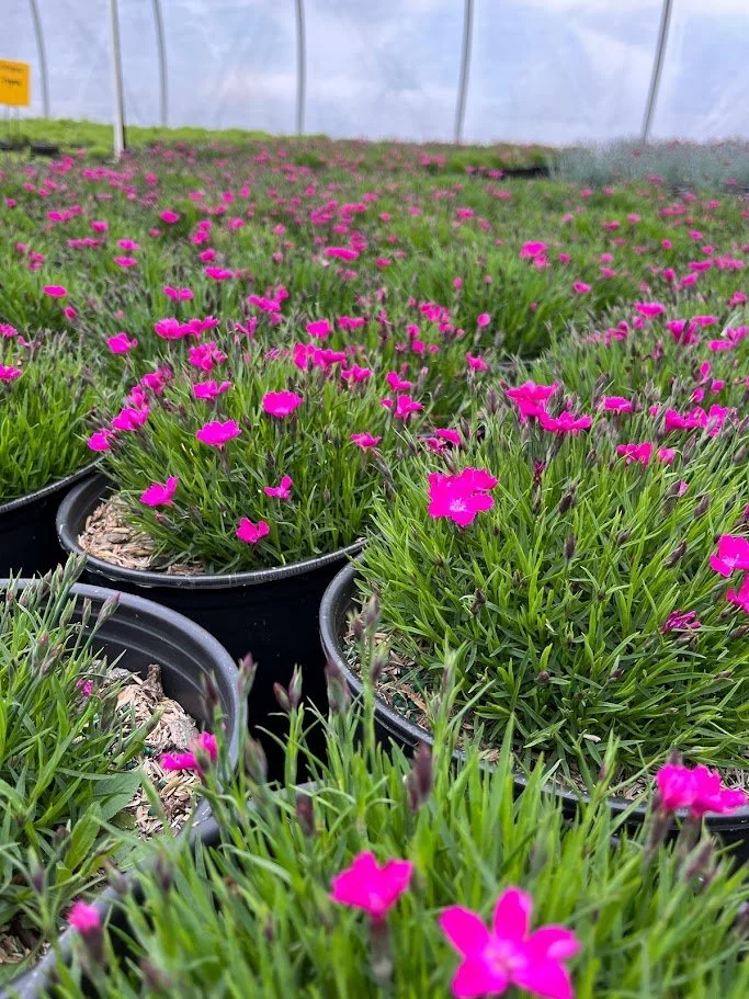 Dianthus 'Kahori'