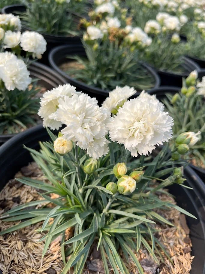 Dianthus 'Frosty'