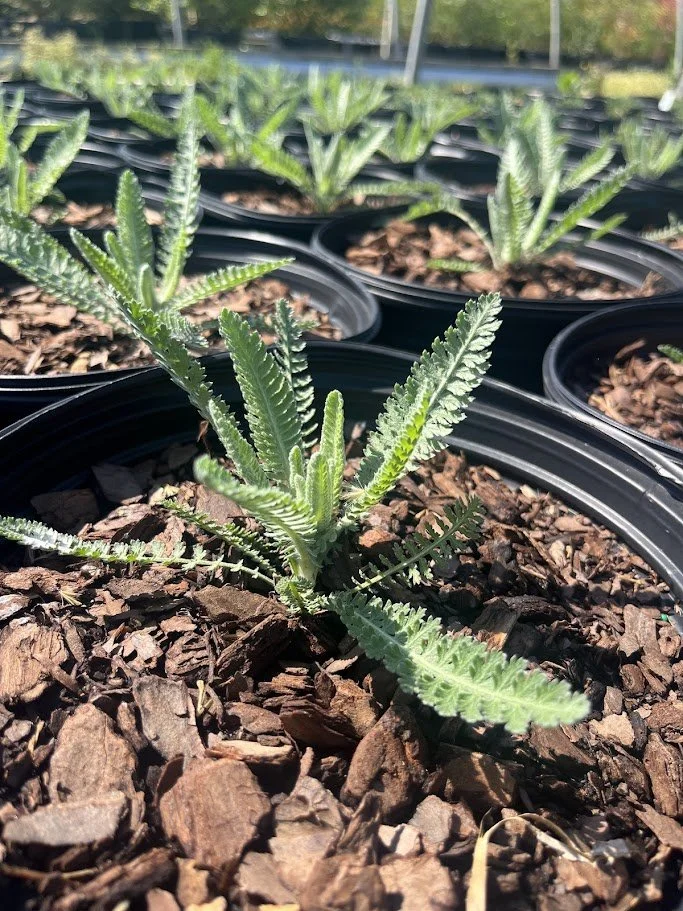 ACHILLEA MOONSHINE 2.jpg
