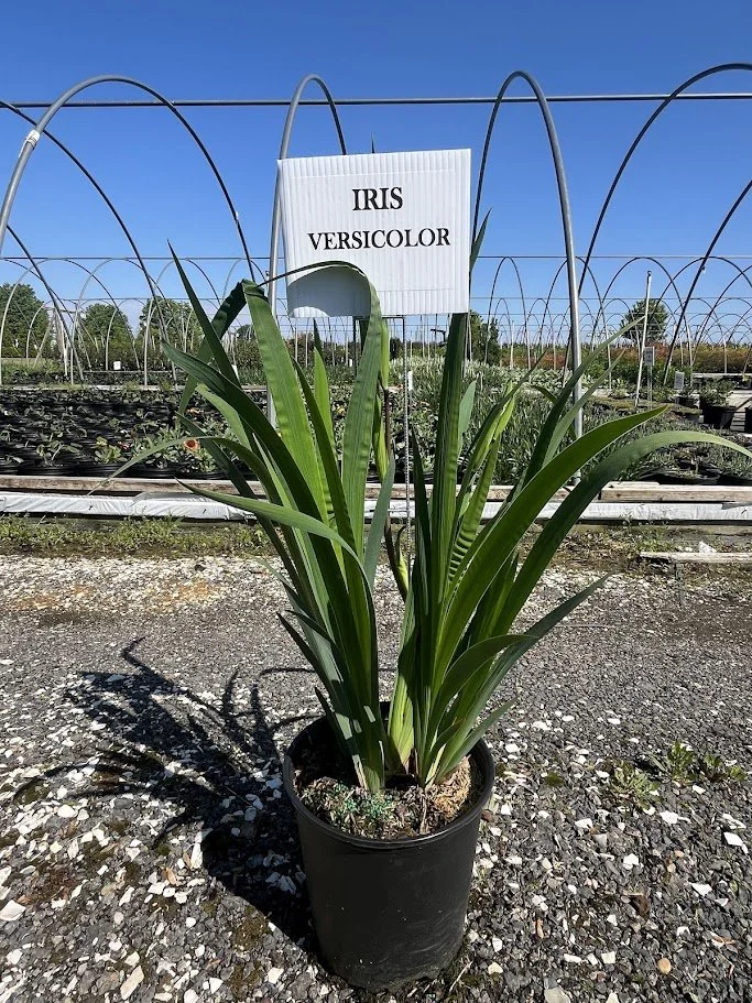 IRIS VERSICOLOR 3.jpg