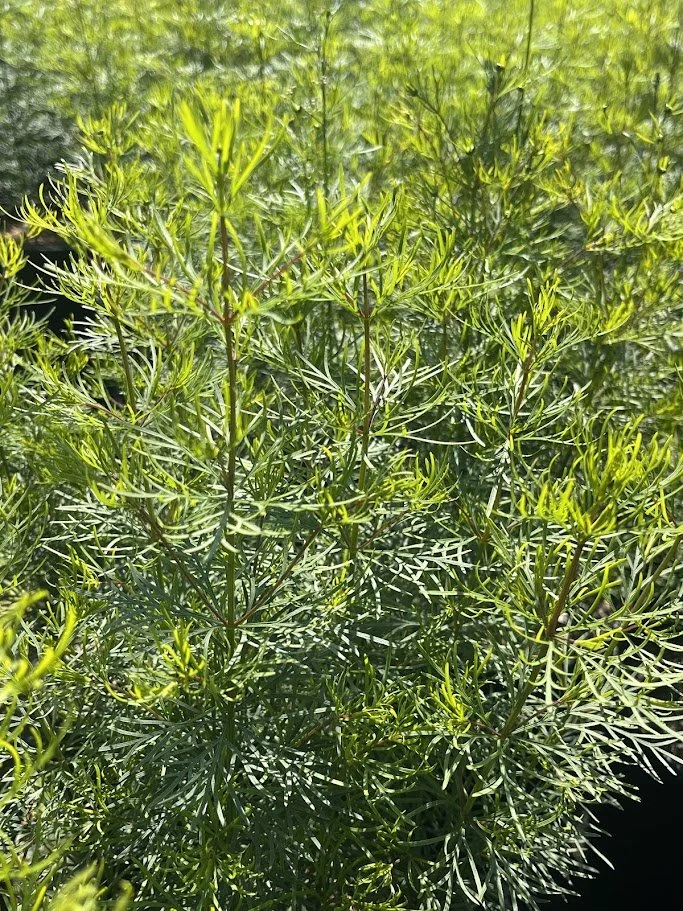 Coreopsis 'Zagreb'