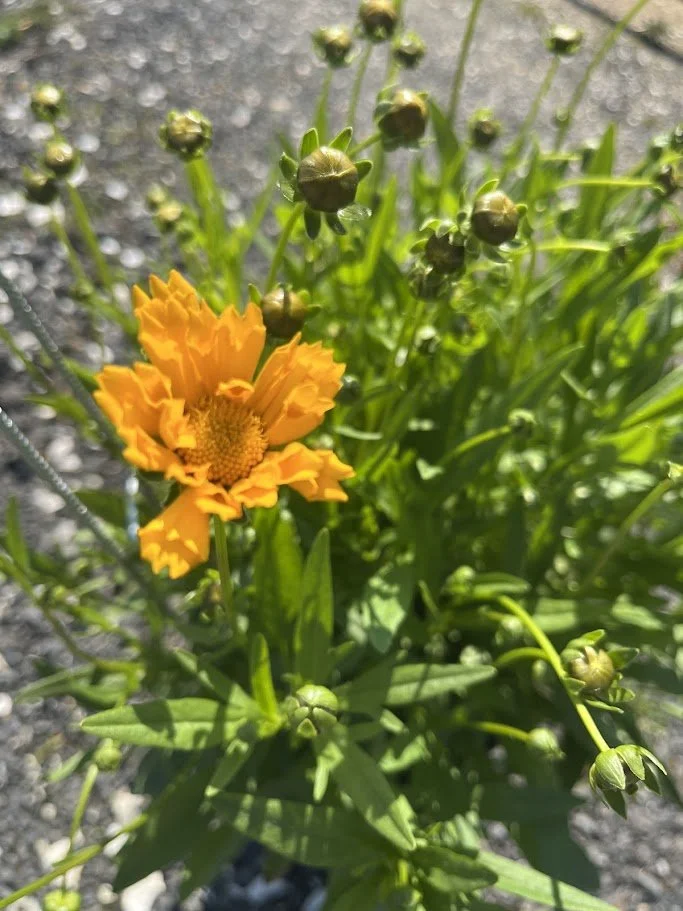 Coreopsis 'Jethro Tull'