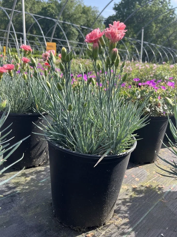 Dianthus 'Romance'