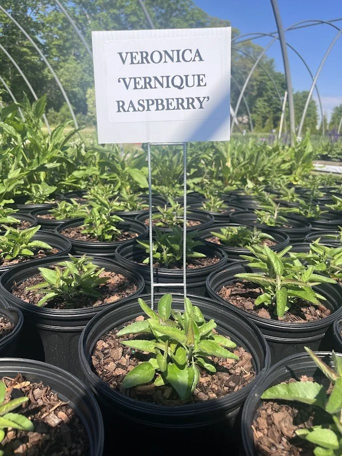VERNIQUE RASPBERRY.jpg